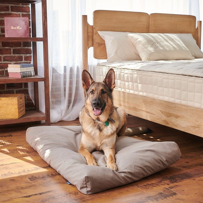 Beds, Bedding & Furniture for Dogs