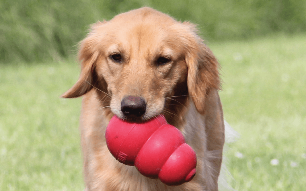 Pet Toys