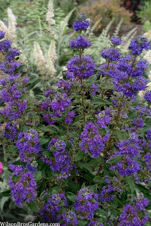 Seeds Plants Finition Luxe - Bleu