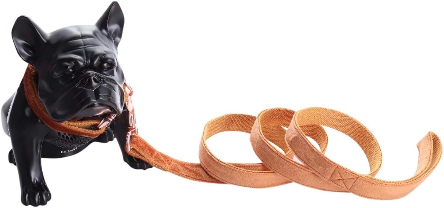 collier laisse chien