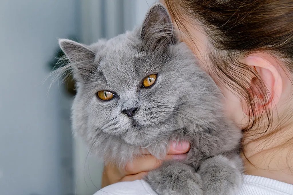 fr/magazine/chat/sante-et-bien-etre-du-chat/demence-chez-les-chats)
