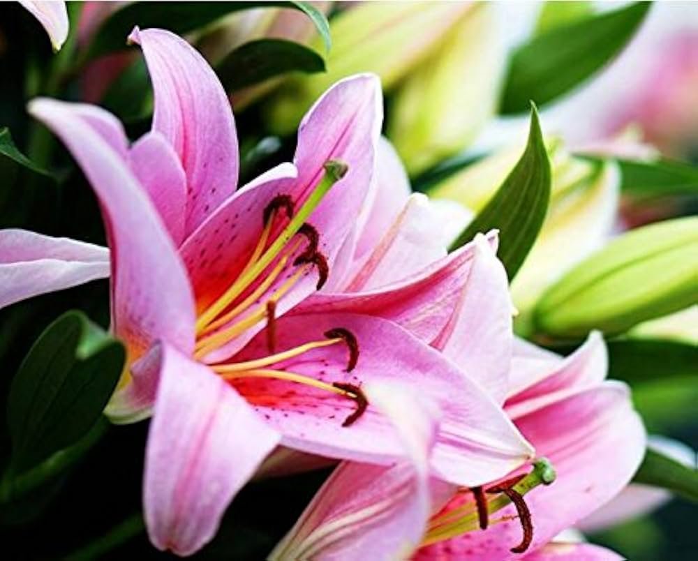 Seeds Lily Flower seeds plants in scent of scent seeds of ...