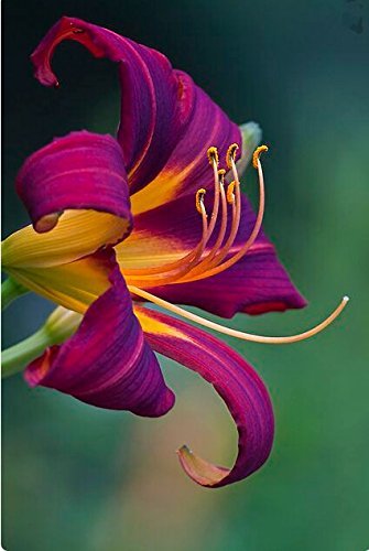 Seeds Lily Flower seeds plants in scent of scent seeds of ...