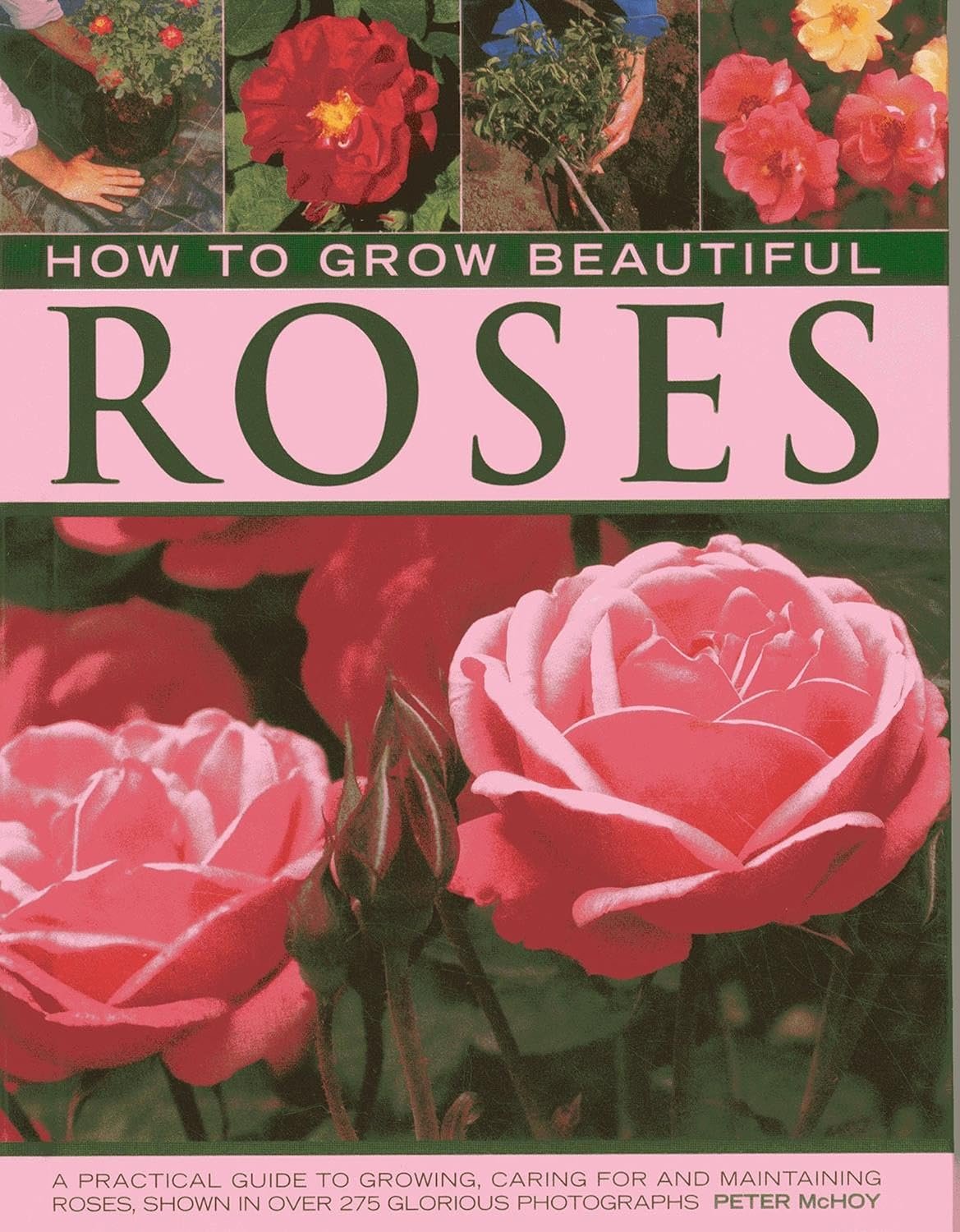 Seeds Plants Design Moderne - Rose