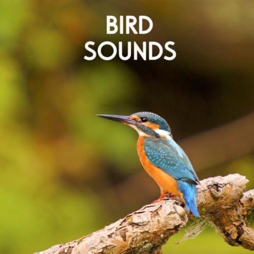 Spring Coasts : Birds by the Seaside : Sounds for Water Meditation ...